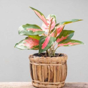 Aglaonema – Lady